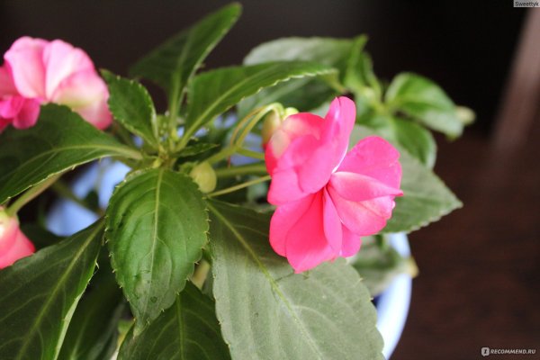 Бальзамин комнатный