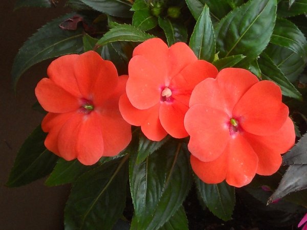 Герань и бальзамин