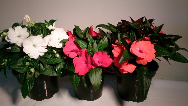 Бальзамин Петерса