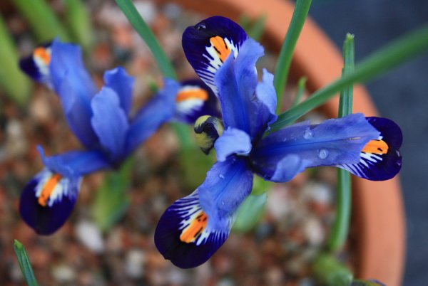 Iris II