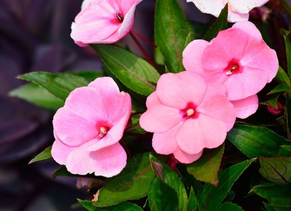Бальзамин Impatiens