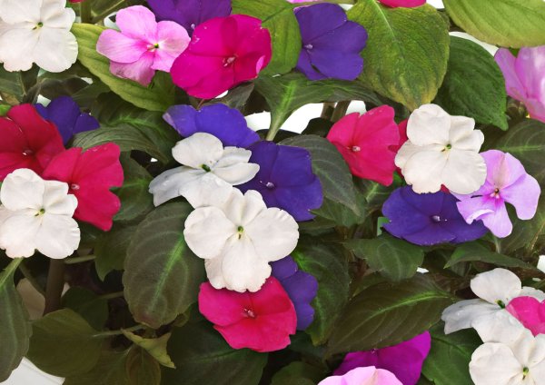 Бальзамин комнатный