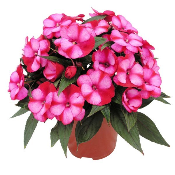 Бальзамин Египетский