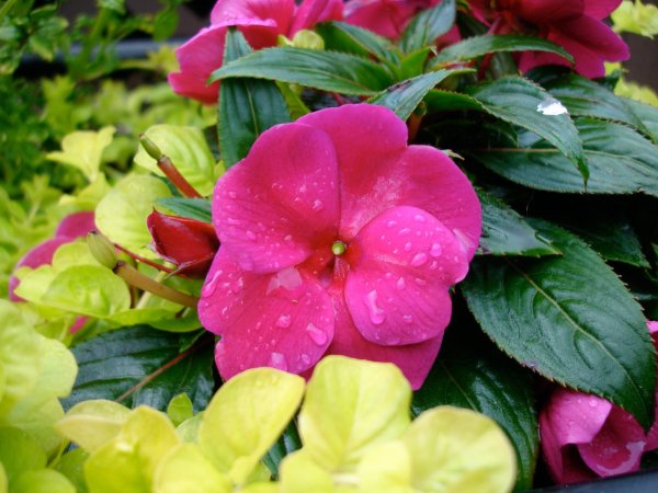 Королевский бальзамин