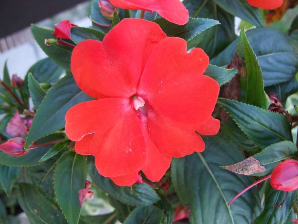 Бальзамин Петерса