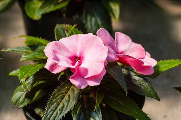 Бальзамин Impatiens