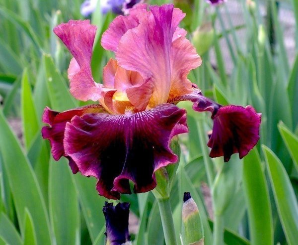 Iris 919 фиолетовый