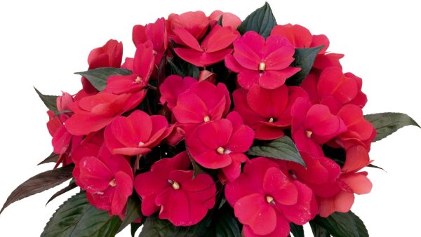 Бальзамин Камелия