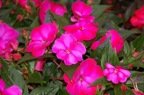 Бальзамин Impatiens