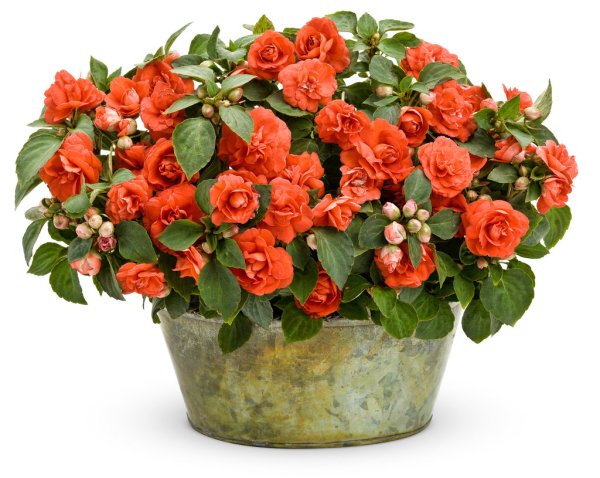 Бальзамин гибридный