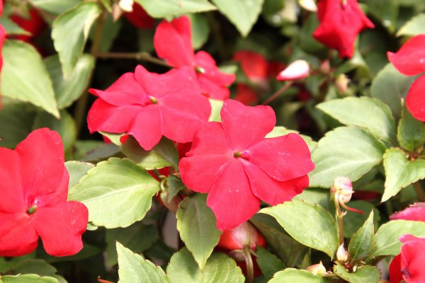 Бальзамин импатиенс