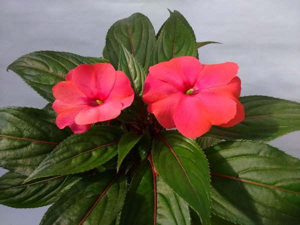 Королевский бальзамин