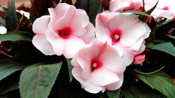 Бальзамин Султанский