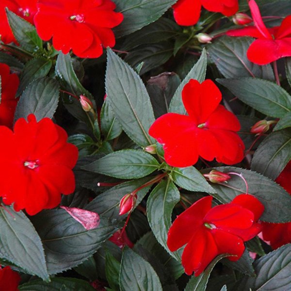 Бальзамин тропический