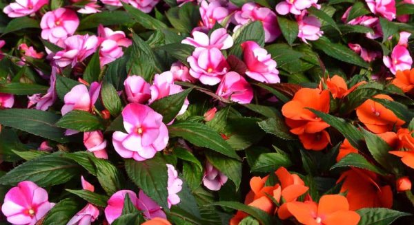 Бальзамин комнатный