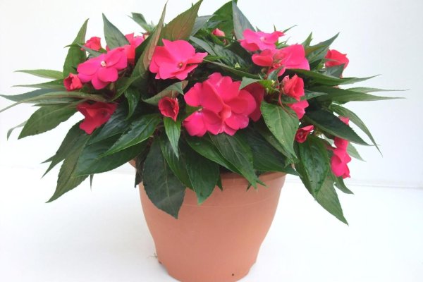 Бальзамин черри