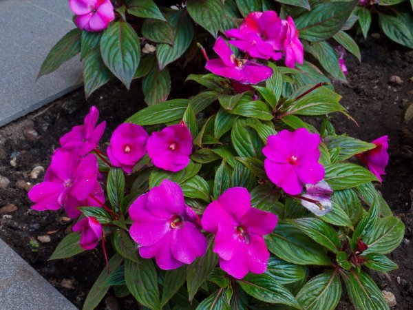 Бальзамин Impatiens