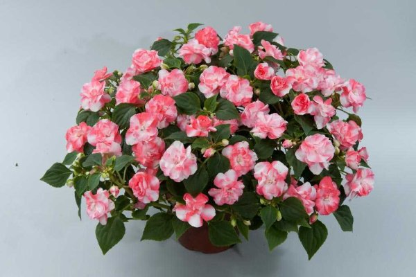 Бальзамин Impatiens