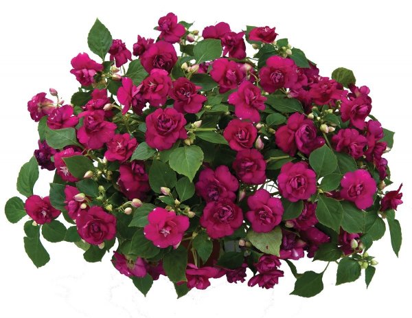 Бальзамин Impatiens