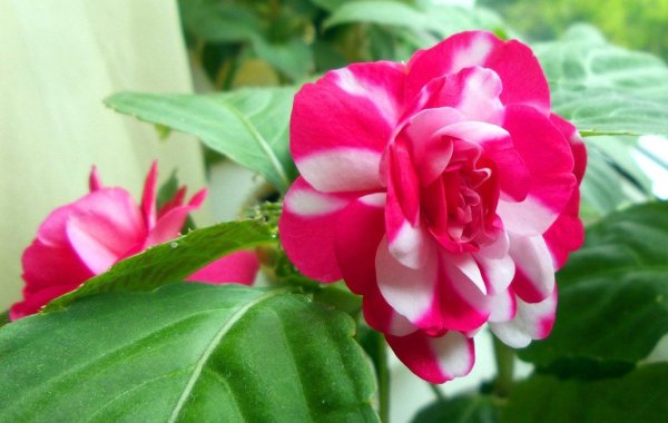 Бальзамин цветок