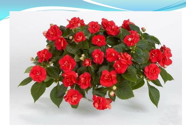 Бальзамин Impatiens