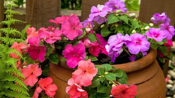 Бальзамин новогвинейский