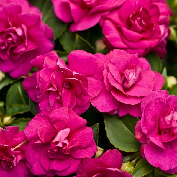 Бальзамин новогвинейский Парадиз