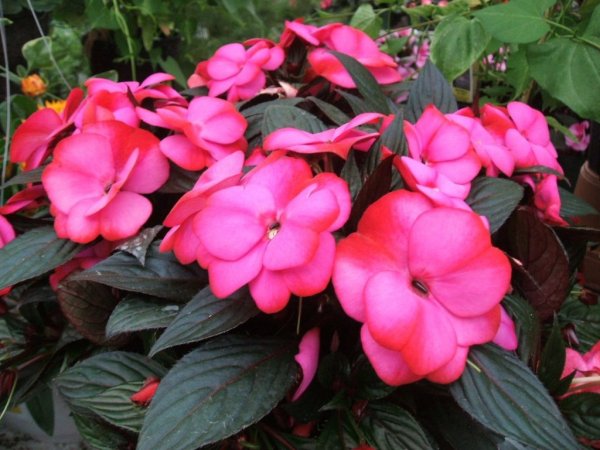 Бальзамин цветок