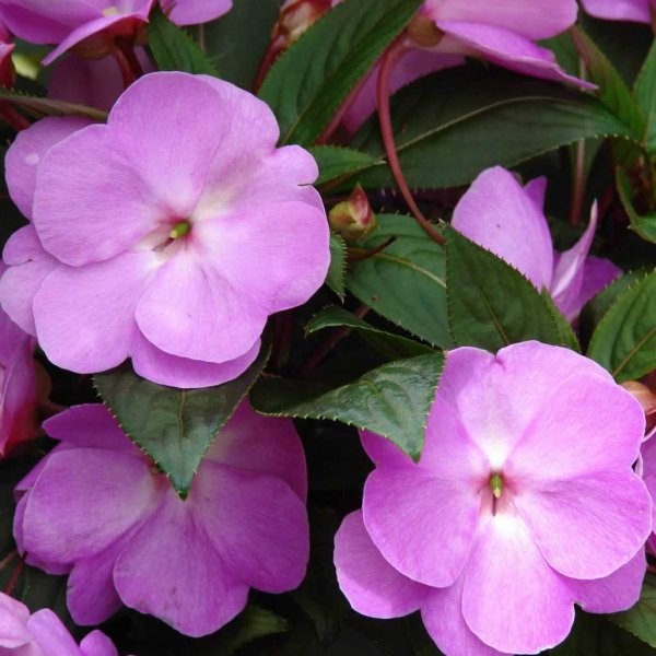 Бальзамин комнатный