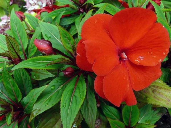 Бальзамин Гвинейский