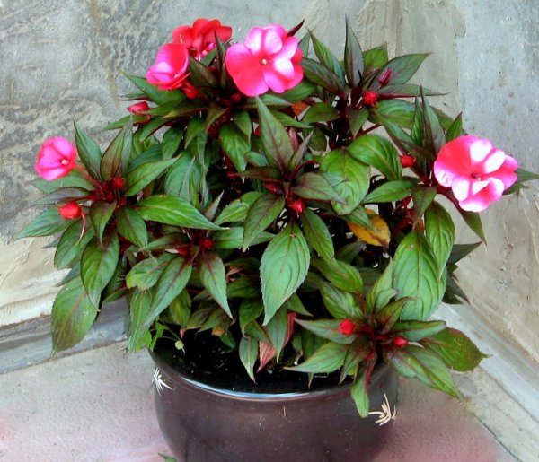 Бальзамин новогвинейский