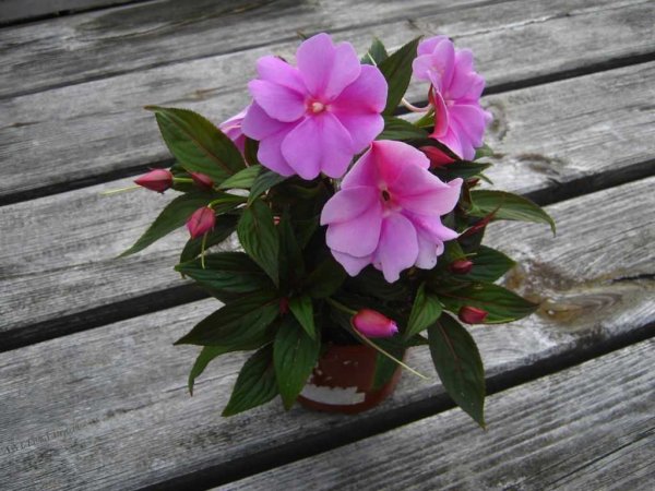 Бальзамин новогвинейский Дивайн