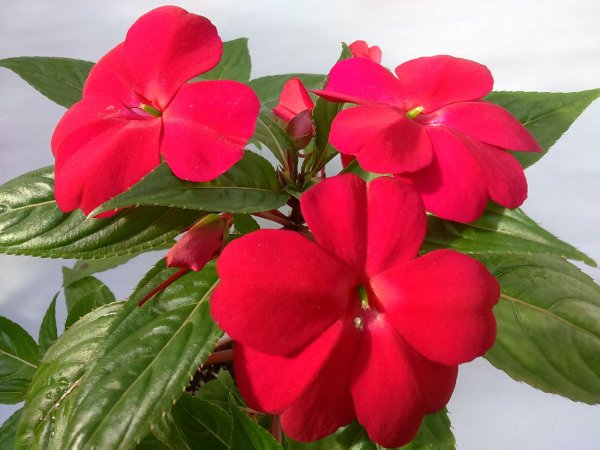 Бальзамин новогвинейский красный