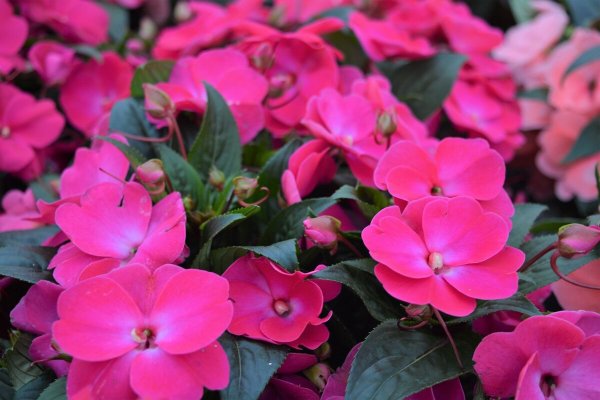 Бальзамин комнатный