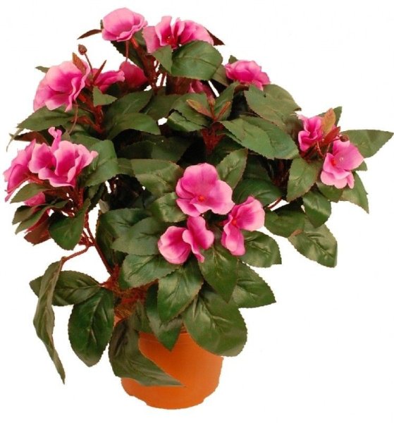 Бальзамин новогвинейский