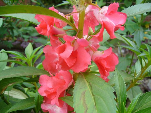 Бальзамин Розочка