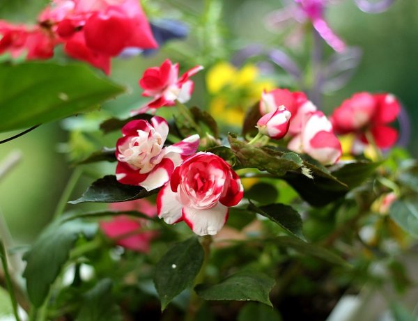 Бальзамин новогвинейский красный