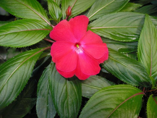 Бальзамин импатиенс