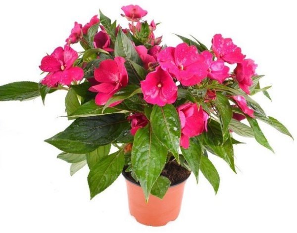 Бальзамин огонек