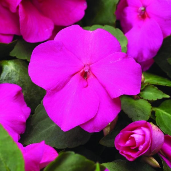 Бальзамин цветок