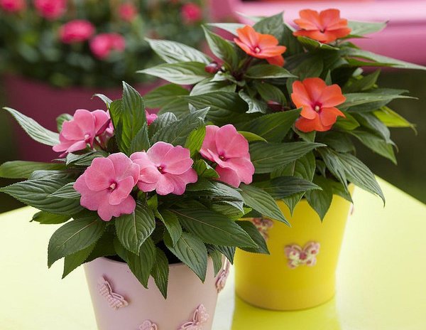 Бальзамин новогвинейский микс