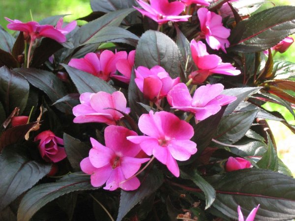 Новогвинейский бальзамин Мишель