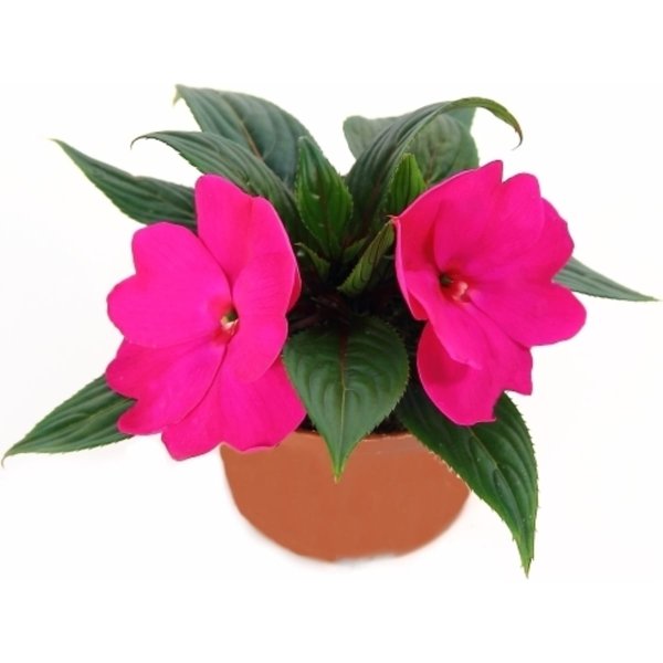 Цветок бальзамин новогвинейский