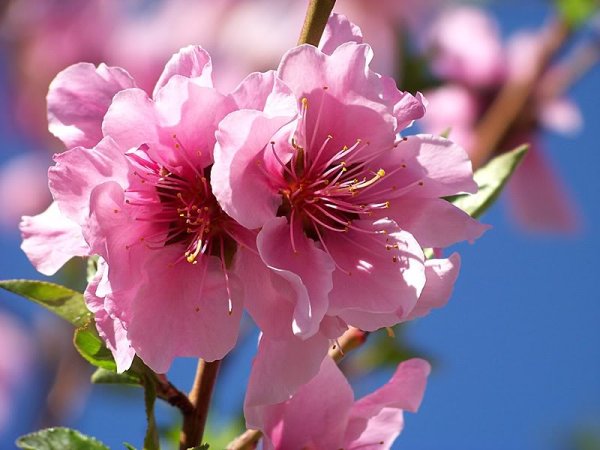 Нектарин цветы