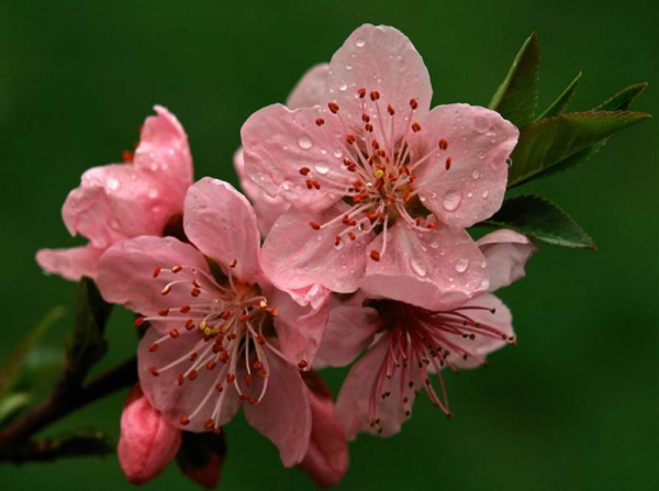 Цветок персика