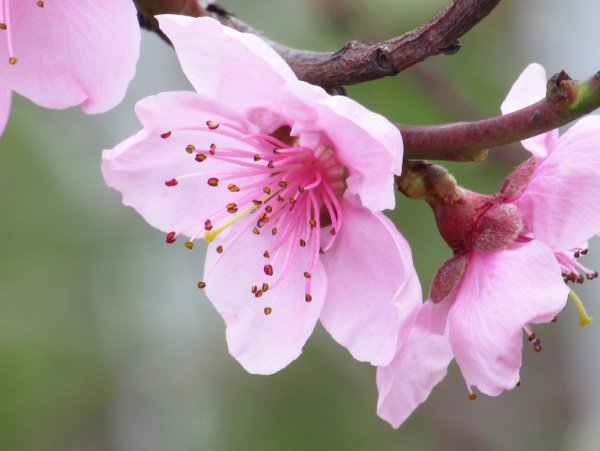 Цветущая веточка персика