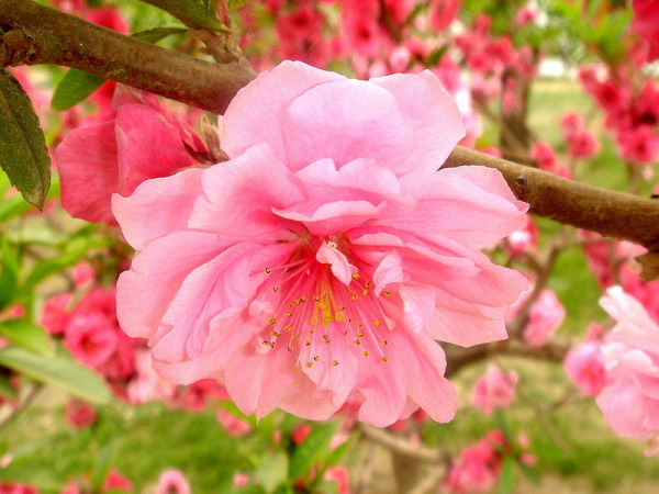 Персиковое дерево в цвету