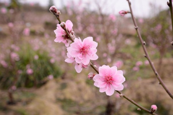Персик цветет махровый