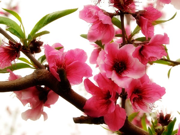 Цветки колокольчатые на персике