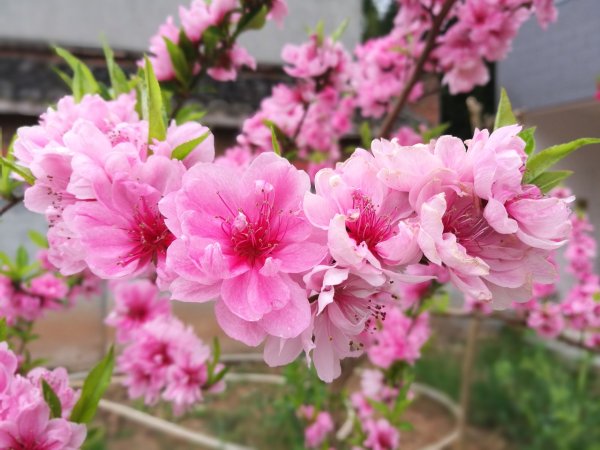 Цветущий персик